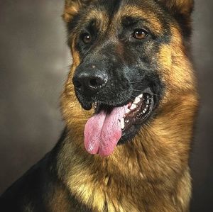 Meet your Posher, Terry